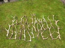 10kg of Whole red stag deer