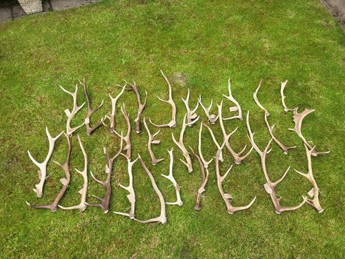 10kg whole red stag - 10kg,