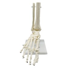 1:1 Human Skeleton Foot