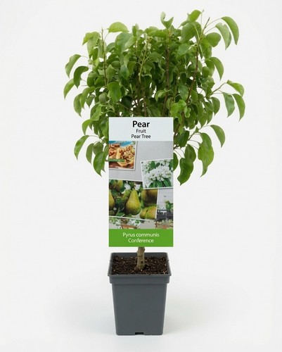Pyrus conference pear - 5, |