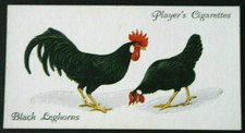 BLACK LEGHORN  Poultry Breed  Vintage 1931 Illustrated  Card  DE24M