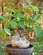 Pseudobombax Ellipticum, Shaving Brush Tree caudex bonsai bombax seed -5 seeds
