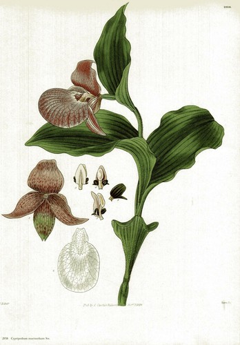 Cypripedium macranthum - ,