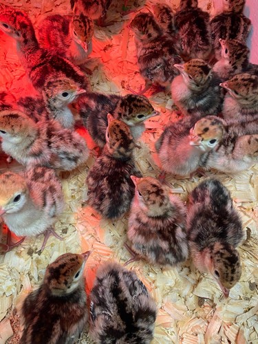 Turkey hatching eggs - 12, (we