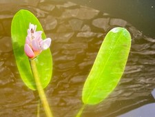 2 X WATER HAWTHORNS.  MARGINAL TO DEEP WATER,  MATURE POND PLANTS.
