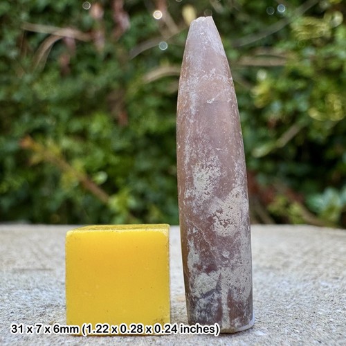 Fossil cretaceous belemnite - fossil,