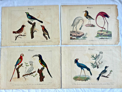 Antique bird prints - 4,