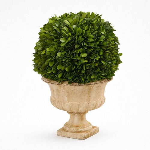 Real preserved boxwood - preserved,