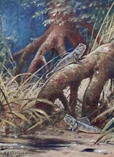 MUDSKIPPER or Bommi Fish Print