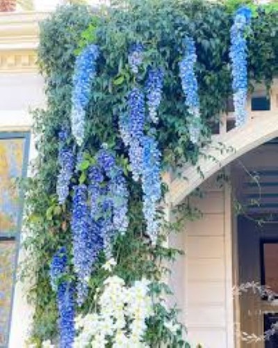 Chinese blue wisteria tree - chinese,