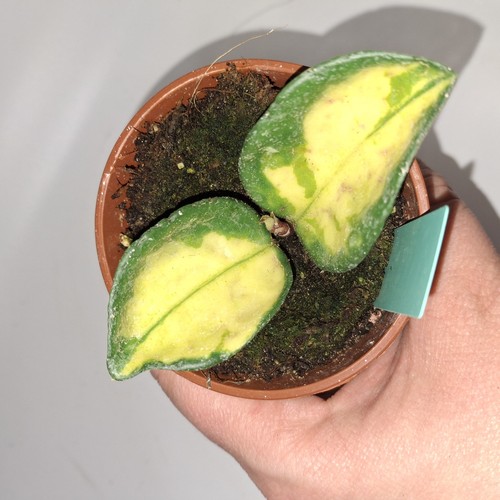 Hoya carnosa tricolor - hoya,