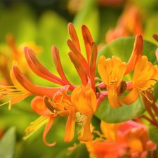 Honeysuckle Mandarin Vine 1