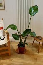 Large Strelitzia Nicolai (Bird