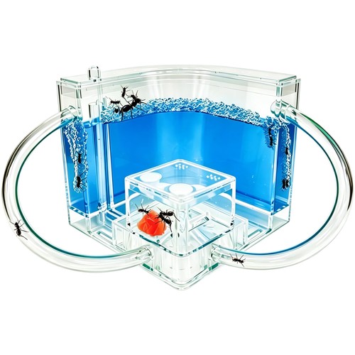 Exbepe ant farm - exbepe, kids