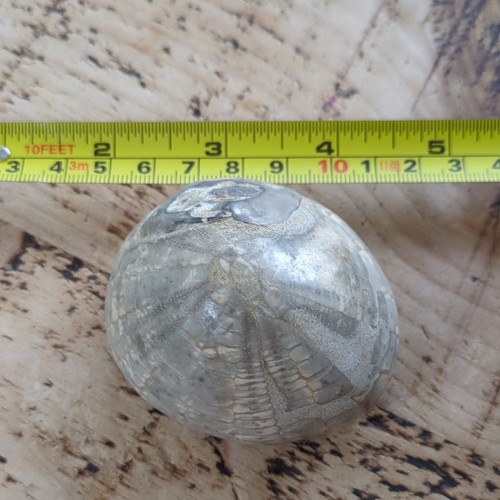 Polished fossilised echinoid - polished,