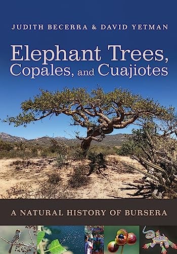 Elephant trees copales and - copales,,