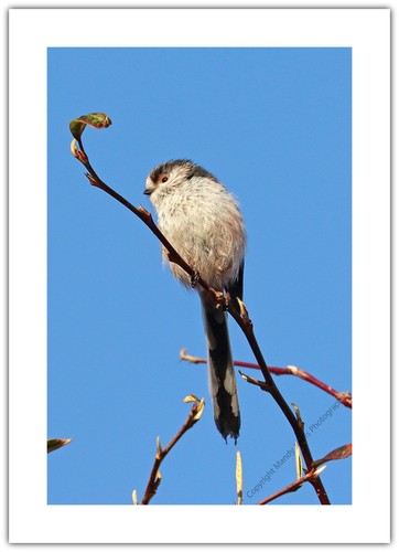Long tailed tit - tit,