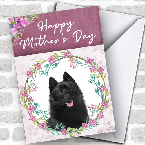 Schipperke dog traditional - dog,