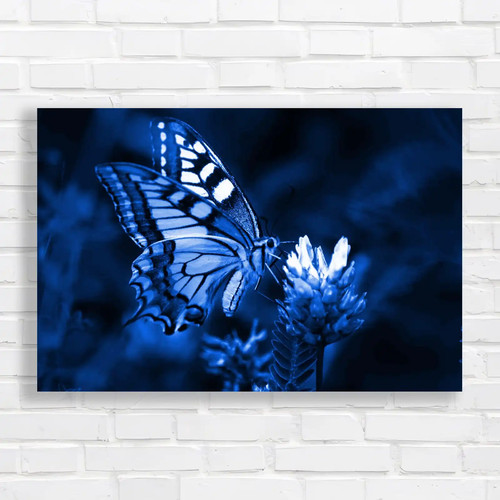Common swallowtail butterfly - swallowtail,