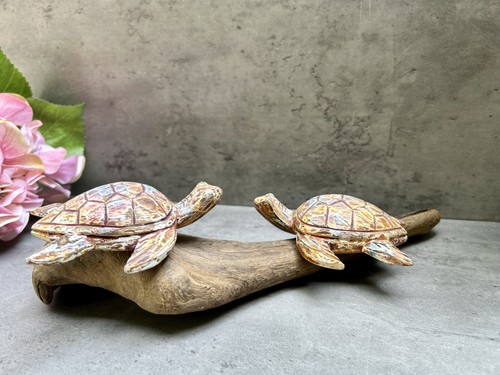 Sea turtles driftwood - sea,