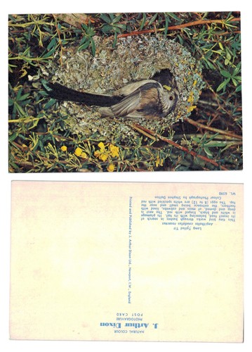 Postcard long tailed tit - -,