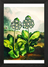 A Group of Auriculas Framed