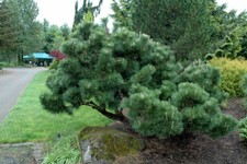 Pinus thunbergii Thunderhead -