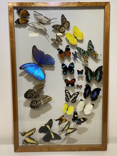 Vintage framed butterfly moth - vintage,