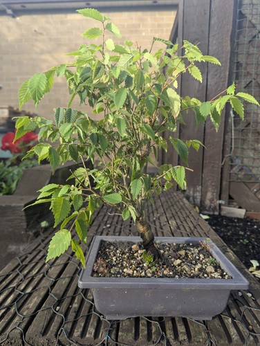 Japanese zelkova bonsai - zelkova, –