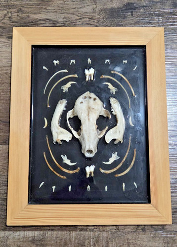 Raccoon bone taxidermy - raccoon,