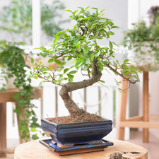 Bonsai Chinese Elm Tree Traditional Indoor Home Office Houseplant Gift in Pot