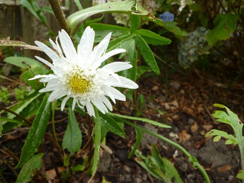 Leucanthemum wirral supreme - wirral,