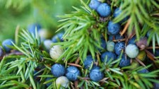 50 x Common Juniper tree seeds