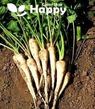 VEGETABLE PARSNIP SEEDS - 500 seeds - PARSNIP ROOT KAMO - Pastinaca Sativa