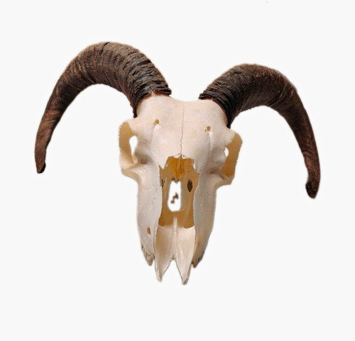 Manx loaghtan ram - , rare