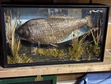 Vintage Cased Carp Taxidermy