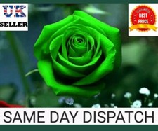 ROSE SEEDS - ROSE FLOWER SEEDS "GREEN"  U.K. SELLER 