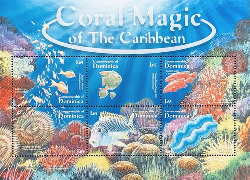 Dominica coral magic - coral,