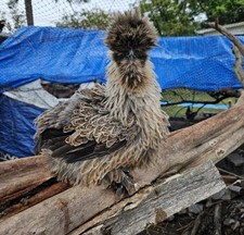 12+ Silkie Chicken Hatching