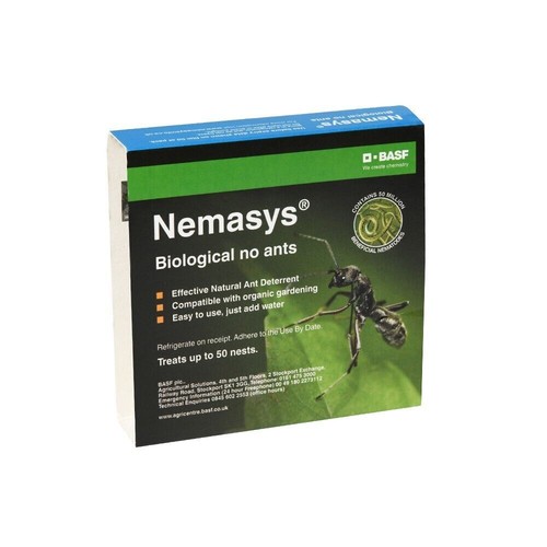 Ant nematodes nests - ant,