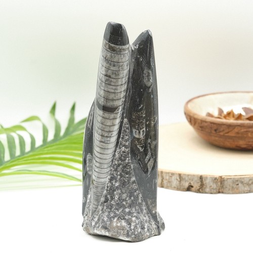 Large orthoceras fossil - large,