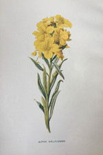 Antique Print Botanical 1900