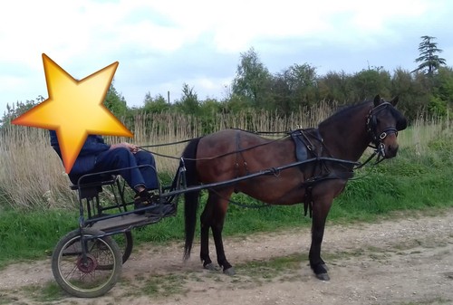 Pony driving exercise cart - driving,