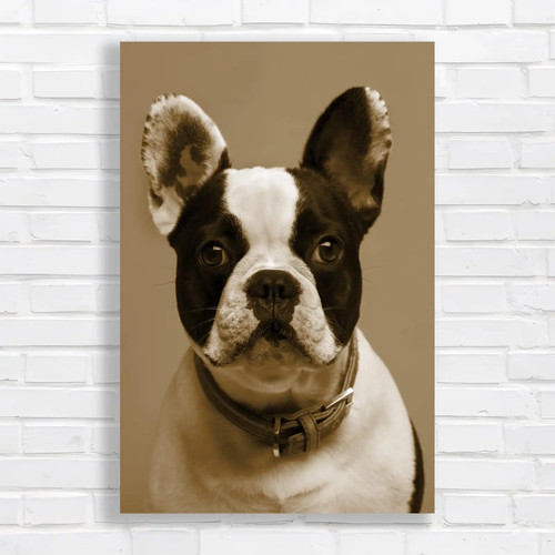 Adorable french bulldog sepia - bulldog,
