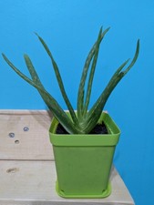 Medicinal aloe vera15cm - medicinal,