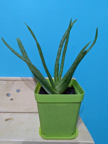 Aloe vera15cm 100 organic - ,