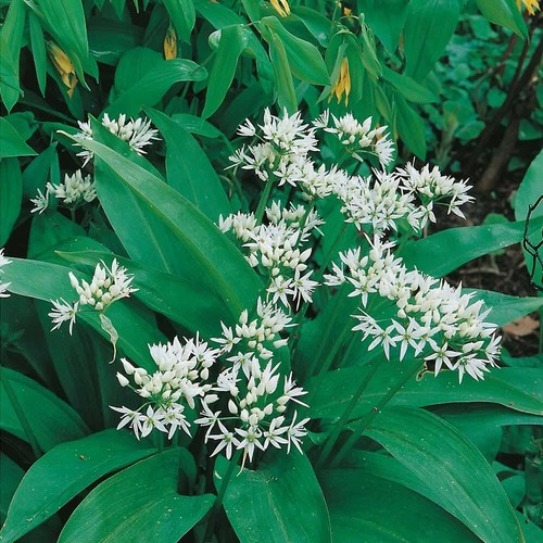 Ramsons wild garlic 400 - ramsons,