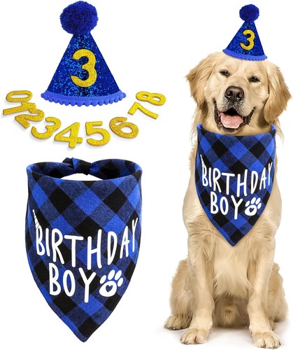 Cobee dog birthday - cobee, hat