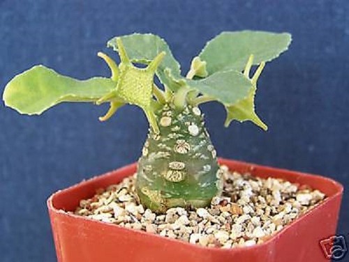 Dorstenia ssp exotic caudex