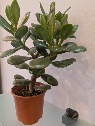 Jade plant money tree - jade,